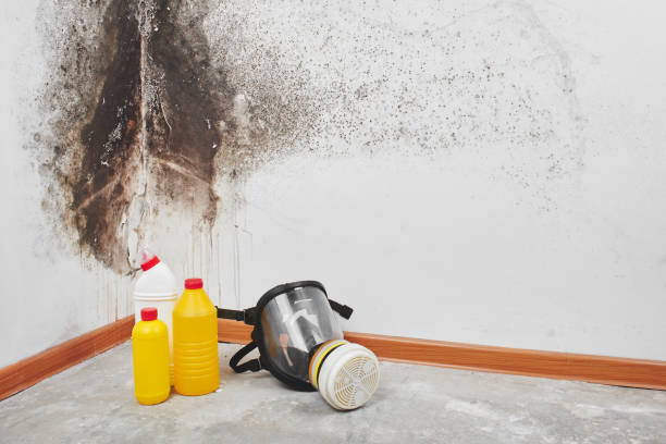 Best Local Mold Removal Service  in Oakland, SC