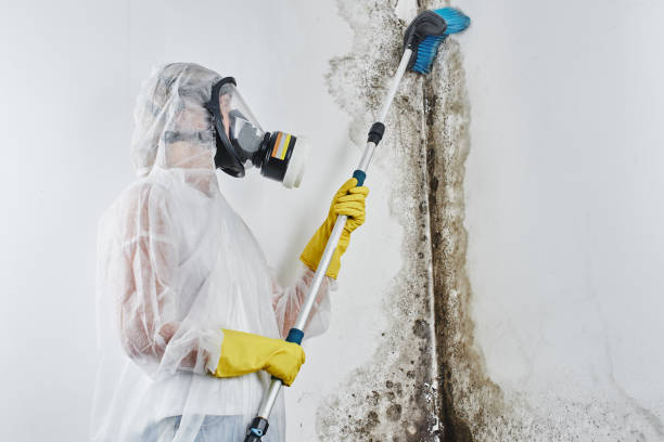 Best Commercial Mold Removal  in Oakland, SC