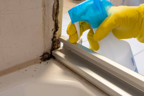 Office Mold Removal Services in Oakland, SC