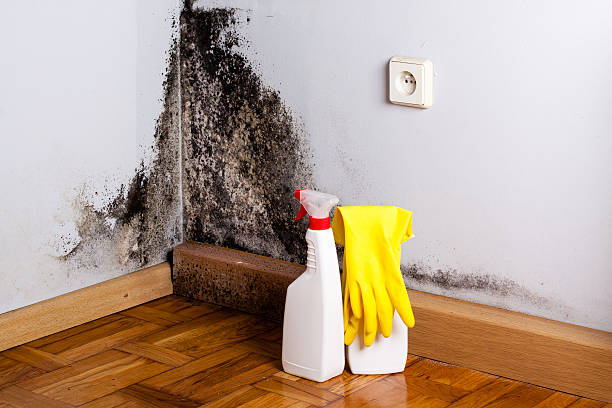 Certified Mold Removal in Oakland, SC