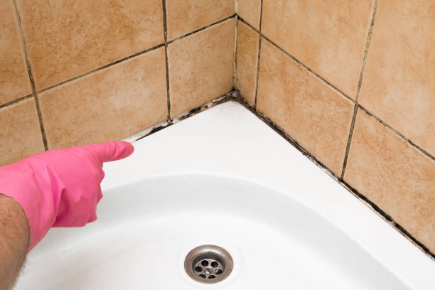 Best Commercial Mold Removal  in Oakland, SC